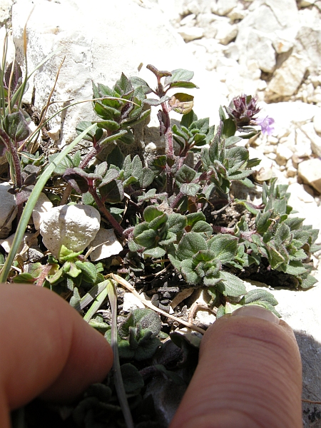 Acinos alpinus